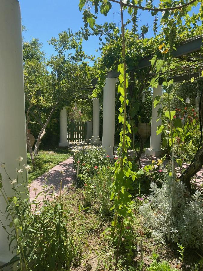 Oliveyard Stone Built House- With Pool Non Chlorin Villa